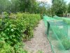 Fruit Patch July 22, 2013 002.JPG