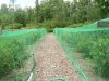 Fruit Patch July 22, 2013 001.JPG