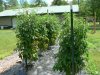 Fruit Patch July 22, 2013 004.JPG
