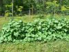 Fruit Patch July 22, 2013 003.JPG