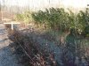 Nov 2013 fruit garden 001.JPG