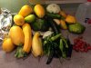 5-22 squash.JPG
