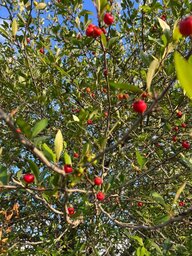 IMG_3774.jpeg